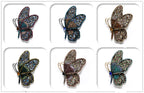Butterfly Rhinestone Brooch PA3429